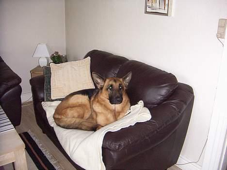 Schæferhund saco - saco hygger sig efter en tur i skoven,hvor vi har jagtet kogler ,ren råhygge billede 1