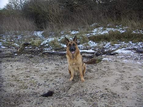 Schæferhund saco - jeg elsker ture ved vandet bare få våde tæer og så hjem i sofaen billede 2