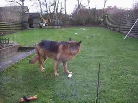 Schæferhund saco - det er min have som jeg passer på,så ingen kommer ind billede 3