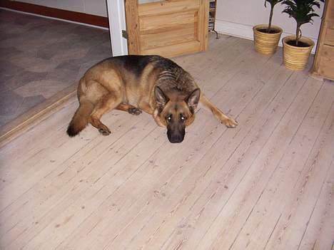 Schæferhund saco - nu er jeg træt af at vente skal vi ikke snart i skoven? billede 5