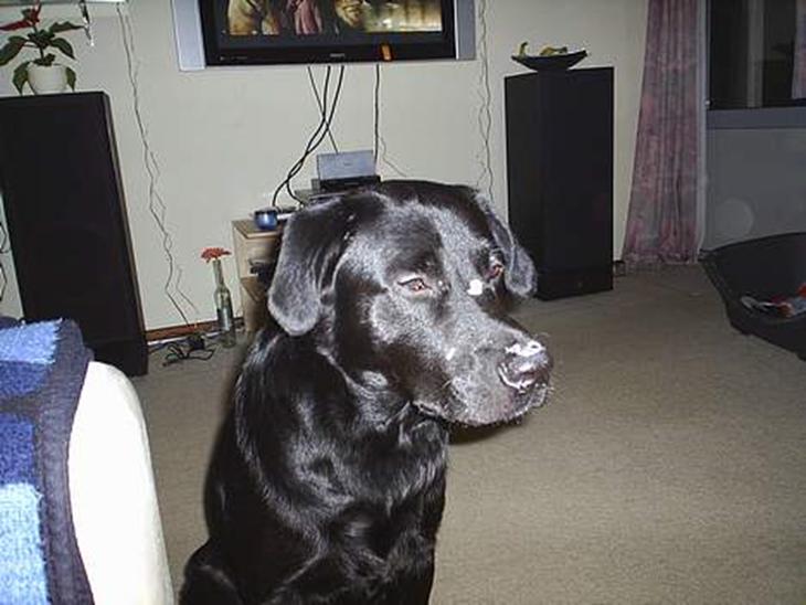 {{currentPhoto.altText}} billede {{currentPhoto.number}}