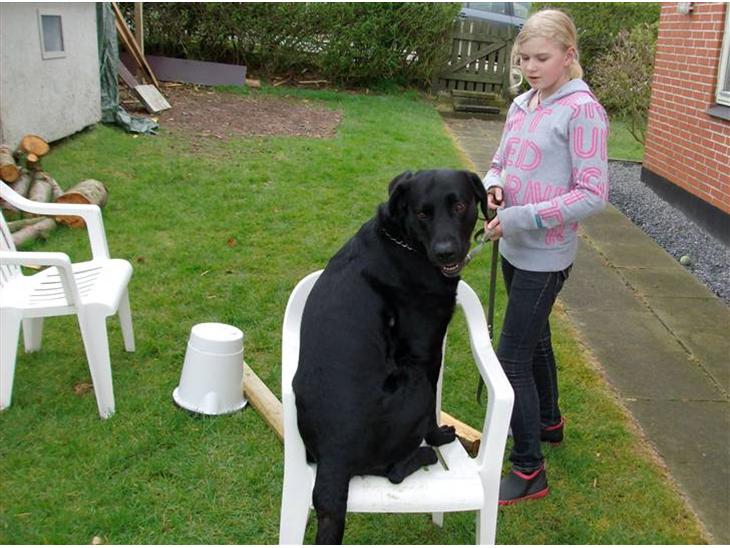 Labrador retriever king ( R.I.P <3 aflivet) - Velkommen til ..Jeg er for lækker billede 1