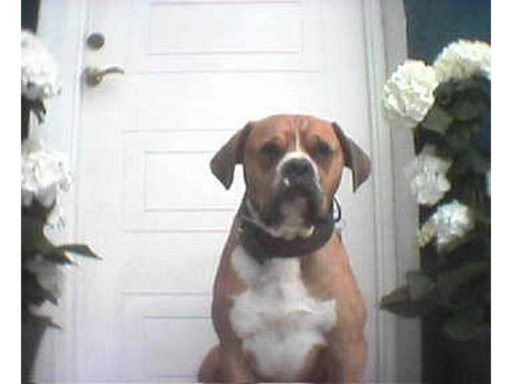 {{currentPhoto.altText}} billede {{currentPhoto.number}}