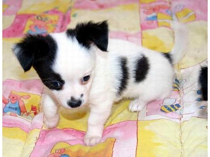 Chihuahua Snoopy billede 1