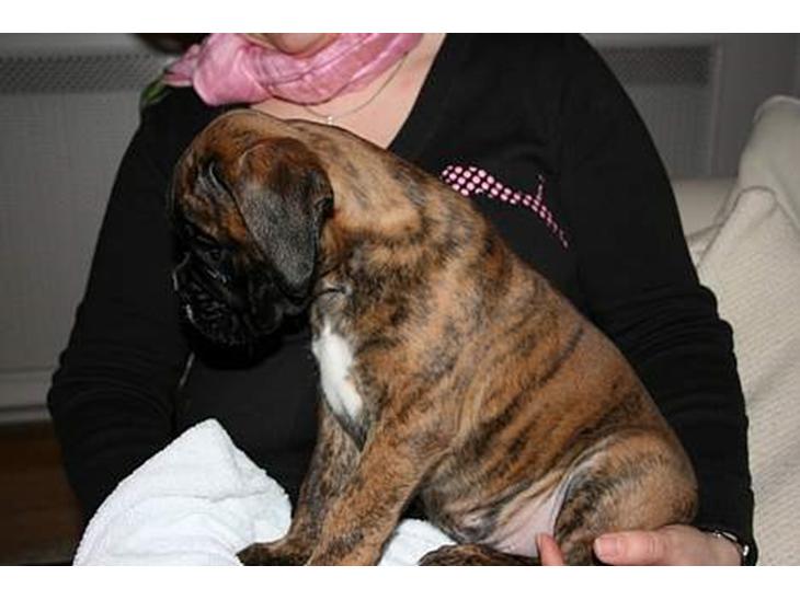 {{currentPhoto.altText}} billede {{currentPhoto.number}}