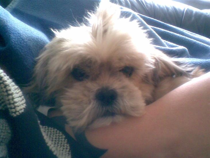 Shih tzu Emma R.I.P billede 1
