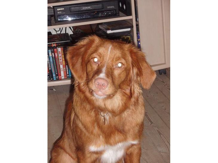 Nova scotia duck tolling retriever Cindy billede 1