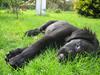 Flat coated retriever Fenris - R.I.P.