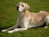 Blanding af racer Simba R.I.P