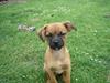 Blanding af racer Dobby **R.I.P** [ Himmelhund]