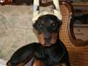 Dobermann Flora = Kronhjort