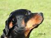 Rottweiler Maggi  (Død d. 10/8 2009) [ Himmelhund]