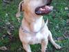 Blanding af racer Cani R.I.P [ Himmelhund]