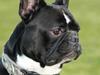 Fransk bulldog Bobo Har fået nyt hjem. [Tidl. hund]
