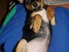 Chihuahua Malou