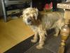 Border terrier Sofus