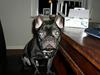 Fransk bulldog raiko