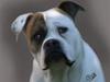 Amerikansk bulldog Valdemar [ Himmelhund]