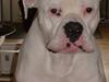 Amerikansk bulldog Archi