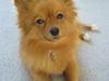 Pomeranian Fie
