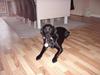 Labrador retriever Frida