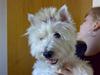 West highland white terrier Mille R.I.P [ Himmelhund]