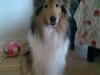 Collie langhåret * MOLLY * 