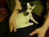 Jack russell terrier Selma :( død 28/7 10:(