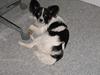 Papillon satan