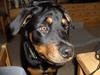 Rottweiler Liva