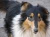 Collie langhåret Rex  solgt