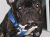 Fransk bulldog Anton - Bor hos far nu [Tidl. hund]