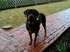 Rottweiler Chica  *Død Nov. 2008 * [Tidl. hund]