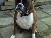 Boxer Emma