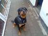 Rottweiler thor