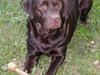 Labrador retriever andy