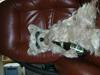 West highland white terrier tutsi