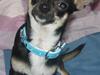 Chihuahua King