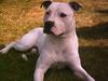 Amerikansk staffordshire terrier Bobby