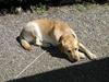 Labrador retriever futte (død)
