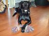 Blanding af racer /Labrador - Maggi