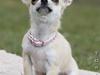 Chihuahua *Honey-Pie <3*