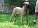 Mastiff Angel