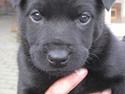Australsk kelpie Gaia