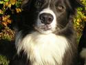 Border collie Rocky R.I.P.