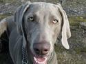 Weimaraner Sønderskovens Danaweim