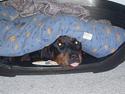 Blanding af racer Sussie R.I.P.