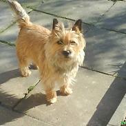 Cairn terrier kiki