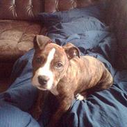 Amerikansk staffordshire terrier Manse