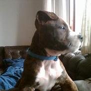 Amerikansk staffordshire terrier Manse
